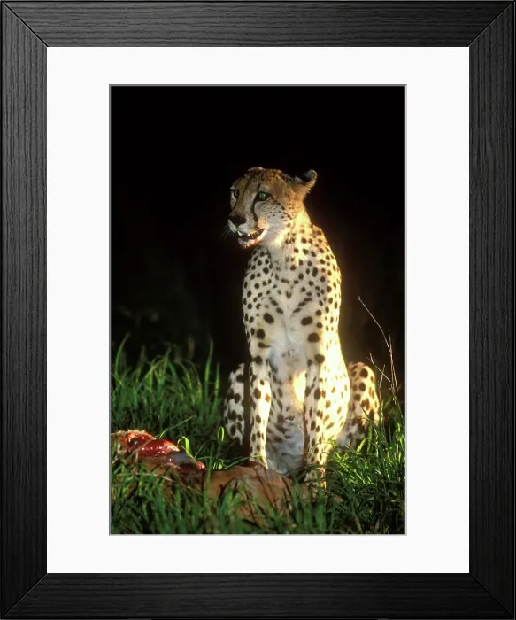 Framed Print : Cheetah (Acinonyx jubatus). Walking Framed Print : Cheetah (Acinonyx jubatus). Walking