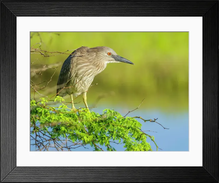 Framed Print : Juvinial Black-Crowned Night Heron on Maui Hawaii Framed Print : Juvinial Black-Crowned Night Heron on Maui Hawaii