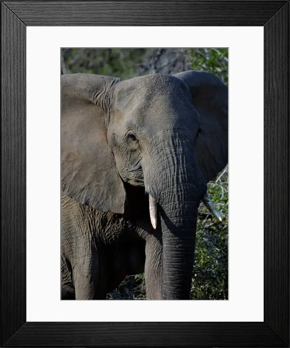 Framed Print : Elephant. MalaMala Game Reserve Framed Print : Elephant. MalaMala Game Reserve