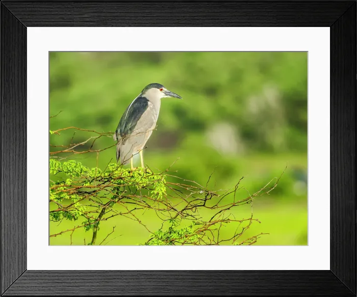 Framed Print : Black-Crowned Night Heron on Maui Hawaii
