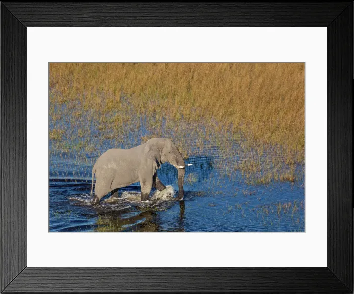 Framed Print : Aerial view of African bush elephant (Loxodonta africana)