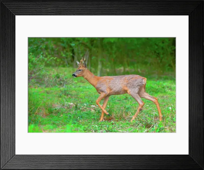 Framed Print : UK, England, Norfolk, Roe Deer (Capreolus capreolus) male running