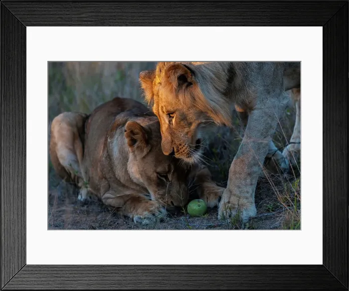 Framed Print : Lion (Panthera leo) playing with a Black Monkey Orange (Strychnos madascascariensis) fruit Framed Print : Lion (Panthera leo) playing with a Black Monkey Orange (Strychnos madascascariensis) fruit