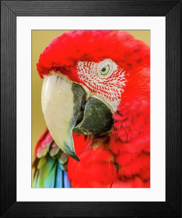 Framed Print : Parrot on Kauai Framed Print : Parrot on Kauai