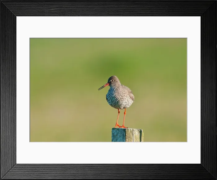 Framed Print : UK Scotland, North Uist, Redshank (Tringa totanus) adult on fence post