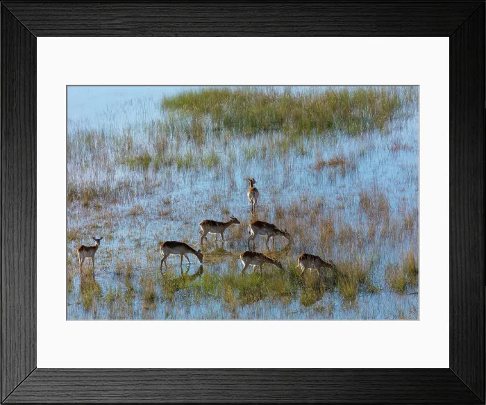 Framed Print : Aerial view of red lechwe (Kobus leche leche) Framed Print : Aerial view of red lechwe (Kobus leche leche)