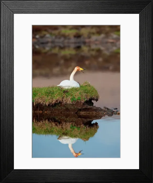 Framed Print : UK Scotland, North Uist, Whooper Swan (Cygnus cygnus) adult calling
