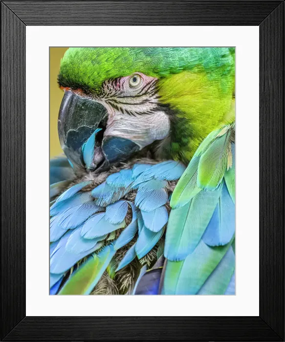 Framed Print : Parrot on Kauai Framed Print : Parrot on Kauai
