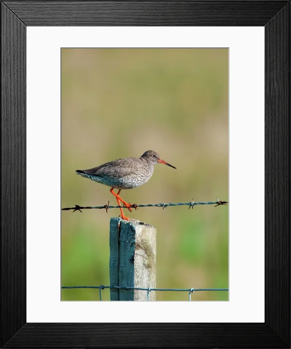 Framed Print : UK Scotland, North Uist, Redshank (Tringa totanus) adult on fence post Framed Print : UK Scotland, North Uist, Redshank (Tringa totanus) adult on fence post