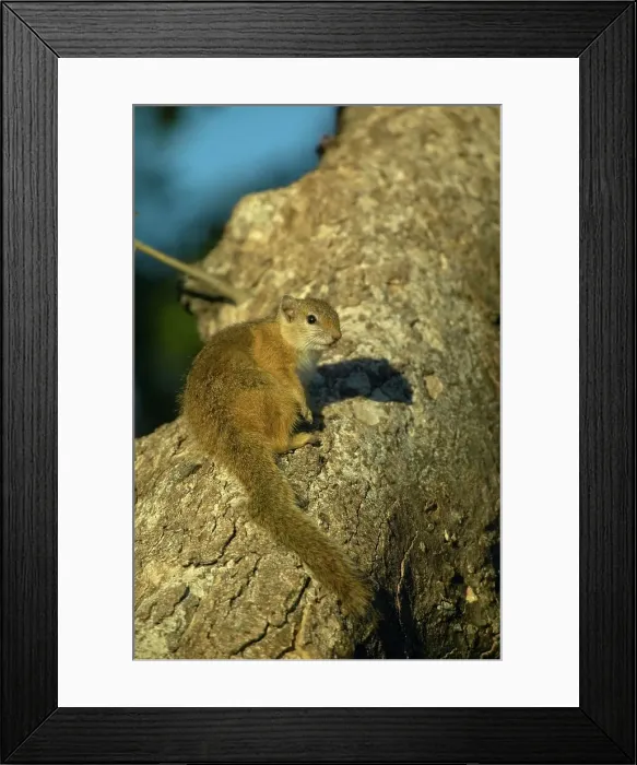 Framed Print : Tree Squirrel (Paraxerus cepapi) on branch Framed Print : Tree Squirrel (Paraxerus cepapi) on branch
