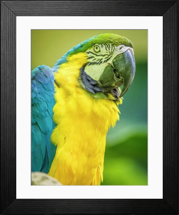 Framed Print : Parrot on Kauai Framed Print : Parrot on Kauai