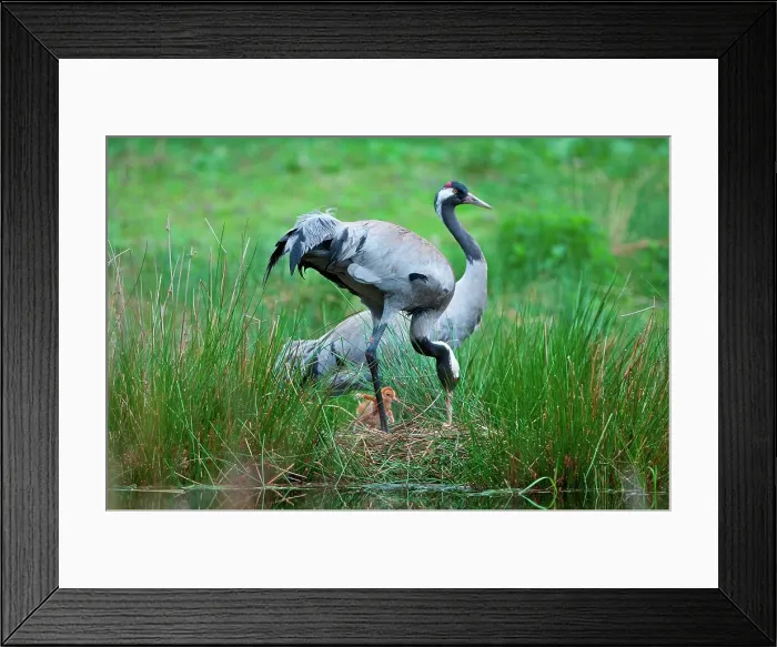 Framed Print : UK, England, Norfolk, Eurasian Crane (Grus grus) breeding pair at nest with chick Framed Print : UK, England, Norfolk, Eurasian Crane (Grus grus) breeding pair at nest with chick