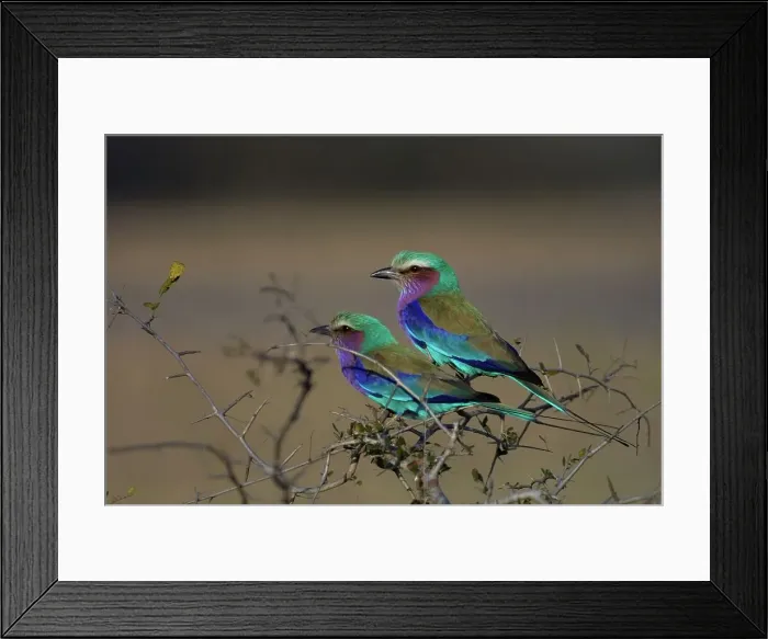 Framed Print : Lilacbreasted Roller. MalaMala Game Reserve Framed Print : Lilacbreasted Roller. MalaMala Game Reserve