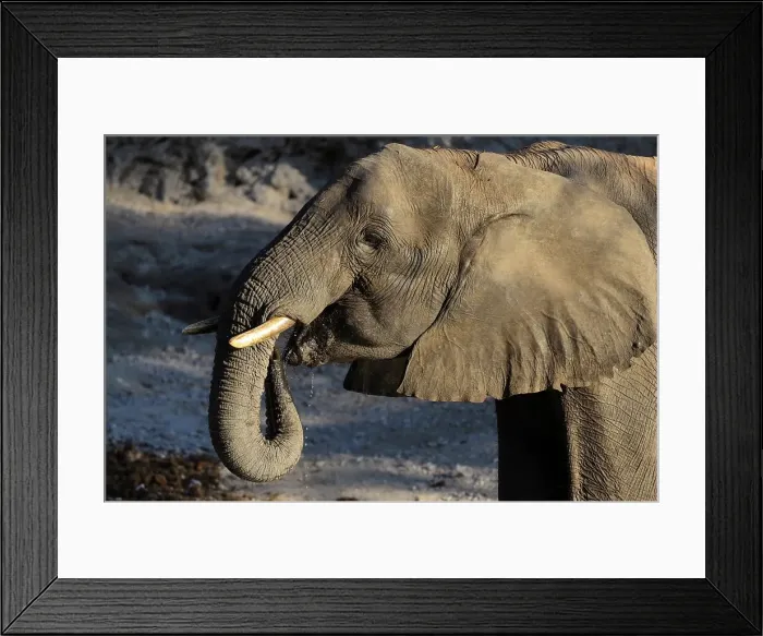 Framed Print : African bush elephant or African savanna elephant (Loxodonta africana) drinking