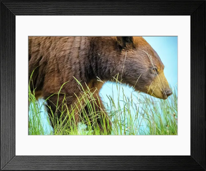 Framed Print : Black Bear in Jasper National Park, Canada Framed Print : Black Bear in Jasper National Park, Canada