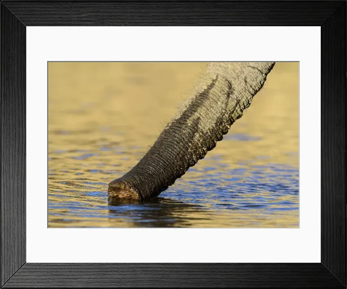 Framed Print : African bush elephant or African savanna elephant (Loxodonta africana) trunk while drinking