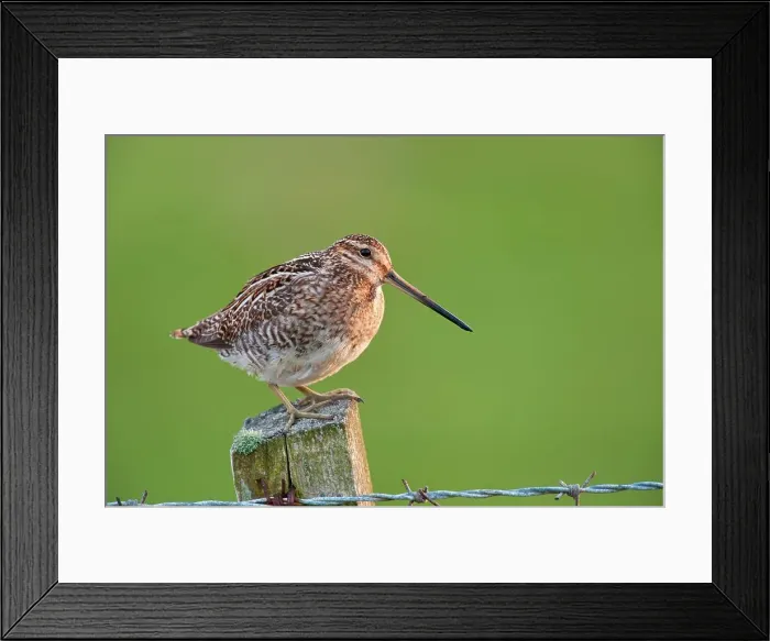 Framed Print : UK, England, Norfolk, Snipe (gallinago gallinago) standing on fence post Framed Print : UK, England, Norfolk, Snipe (gallinago gallinago) standing on fence post