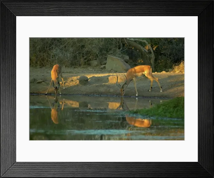 Framed Print : Impala (Aepyceros melampus melampus) drinking at waterhole Framed Print : Impala (Aepyceros melampus melampus) drinking at waterhole