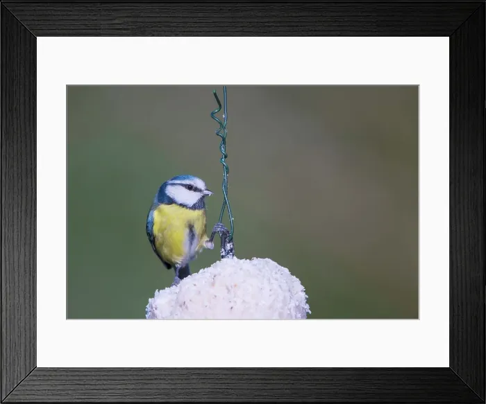 Framed Print : United Kingdom, Norfolk, Blue Tit (Parus caeruleus) adult feeding on fat ball feeder