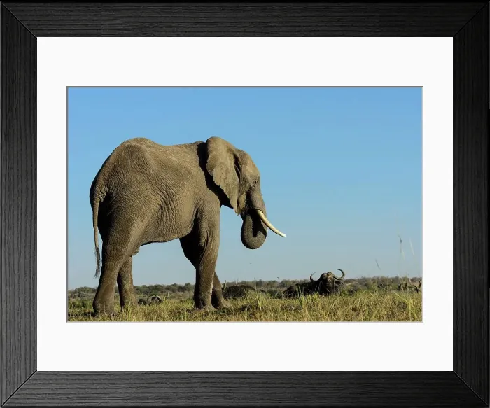 Framed Print : African bush elephant or African savanna elephant (Loxodonta africana) African buffalo Framed Print : African bush elephant or African savanna elephant (Loxodonta africana) African buffalo