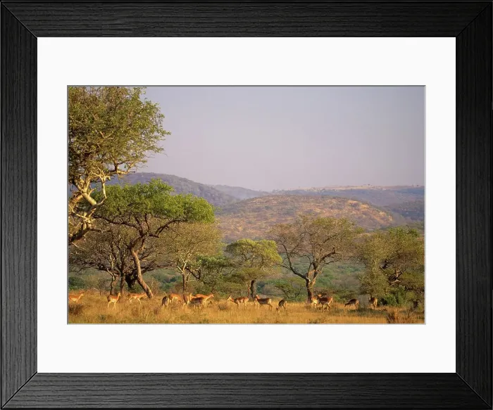 Framed Print : Impala. Aepyceros melampus. With Ubombo Mountains in backround Framed Print : Impala. Aepyceros melampus. With Ubombo Mountains in backround