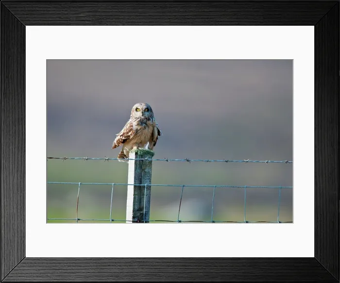 Framed Print : UK Scotland, North Uist, Short-eared Owl (Asio flammeus) sitting on fence Framed Print : UK Scotland, North Uist, Short-eared Owl (Asio flammeus) sitting on fence
