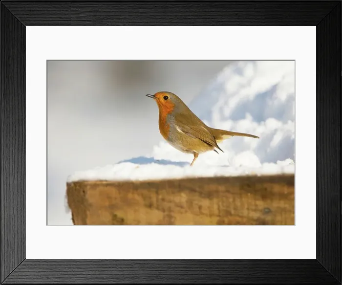 Framed Print : United Kingdom, Norfolk, Robin (Erithacus rubecula) adult perched on bird table Framed Print : United Kingdom, Norfolk, Robin (Erithacus rubecula) adult perched on bird table