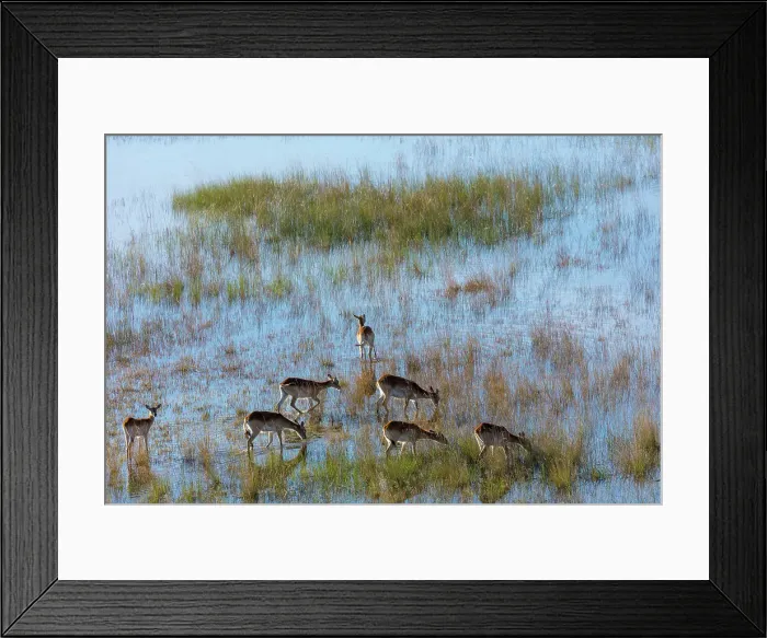 Framed Print : Aerial view of red lechwe (Kobus leche leche) Framed Print : Aerial view of red lechwe (Kobus leche leche)