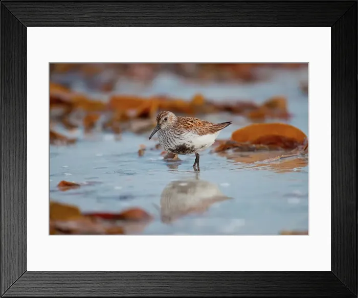 Framed Print : UK Scotland, North Uist, Dunlin (Calidris alpina) wading
