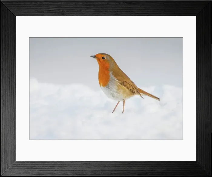 Framed Print : United Kingdom, Norfolk, Robin (Erithacus rubecula) adult perched in snow Framed Print : United Kingdom, Norfolk, Robin (Erithacus rubecula) adult perched in snow