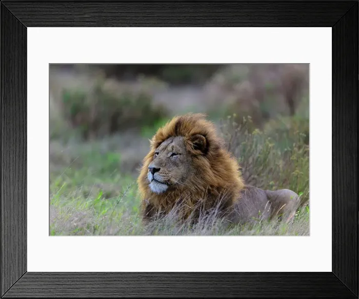 Framed Print : Lion (Panthera leo). Phinda / Munyawana / Zuka Game Reserve Framed Print : Lion (Panthera leo). Phinda / Munyawana / Zuka Game Reserve