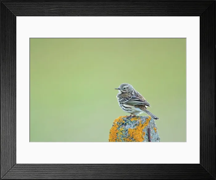 Framed Print : UK Scotland, North Uist, Rock Pipit (Anthus petrosus) perching on fence post Framed Print : UK Scotland, North Uist, Rock Pipit (Anthus petrosus) perching on fence post