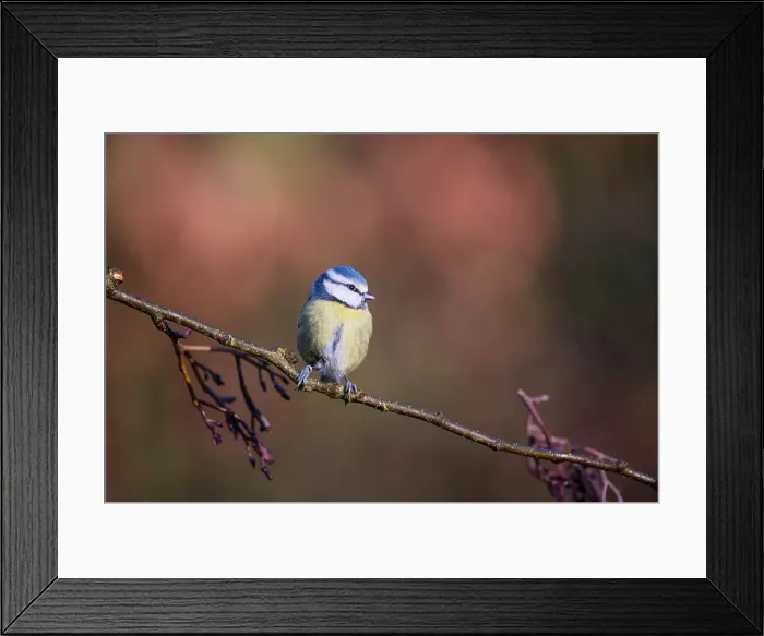 Framed Print : United Kingdom, Norfolk, Blue Tit (Parus caeruleus) adult on branch in woodland