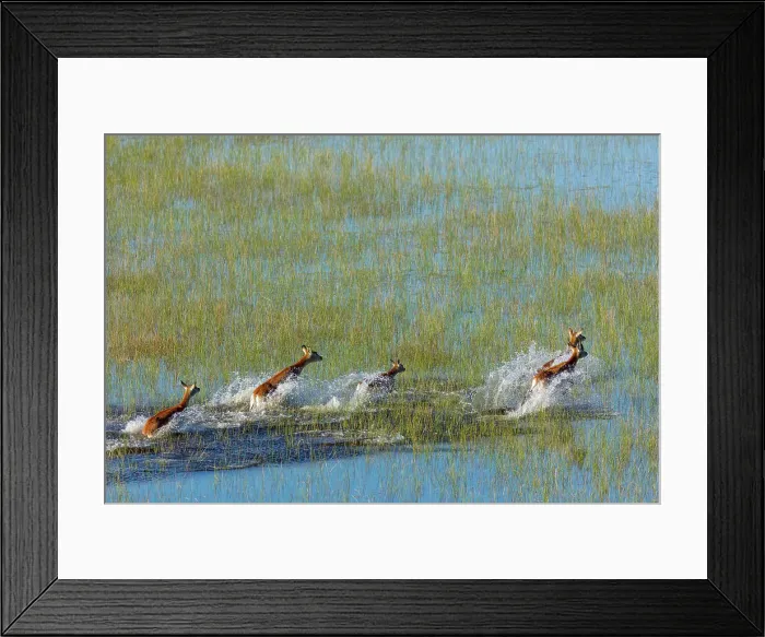 Framed Print : Aerial view of red lechwe (Kobus leche leche) Framed Print : Aerial view of red lechwe (Kobus leche leche)