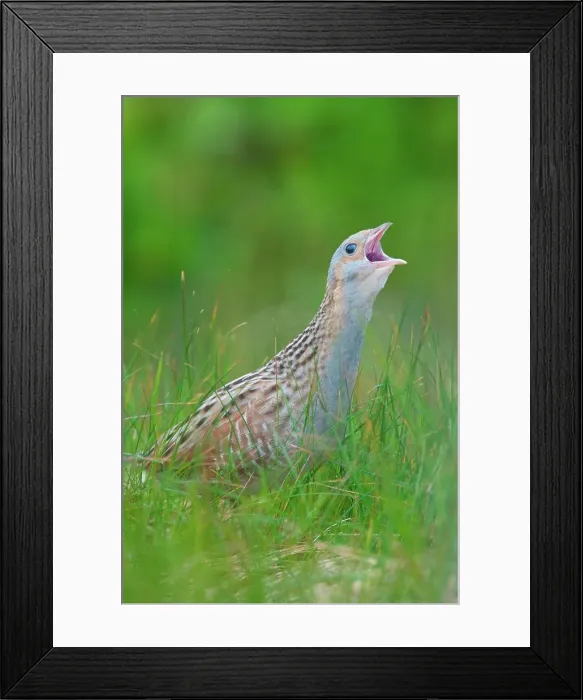 Framed Print : UK Scotland, North Uist, Corncrake (Crex crex) calling Framed Print : UK Scotland, North Uist, Corncrake (Crex crex) calling