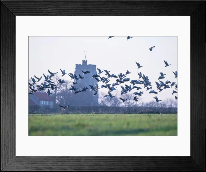 Framed Print : United Kingdom, Norfolk, Pink-footed goose (Anser brachyrhynchus) flock leaving field of winter wheat Framed Print : United Kingdom, Norfolk, Pink-footed goose (Anser brachyrhynchus) flock leaving field of winter wheat