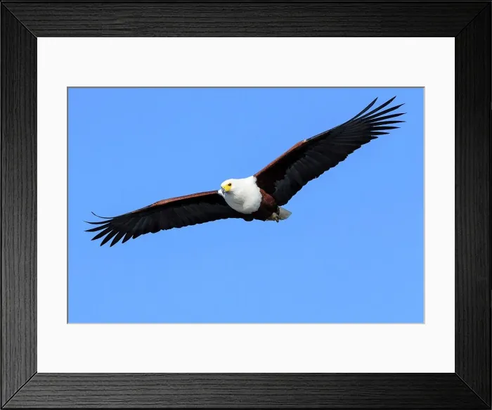 Framed Print : African Fish Eagle (Haliaeetus vocifer) catching a fish Framed Print : African Fish Eagle (Haliaeetus vocifer) catching a fish