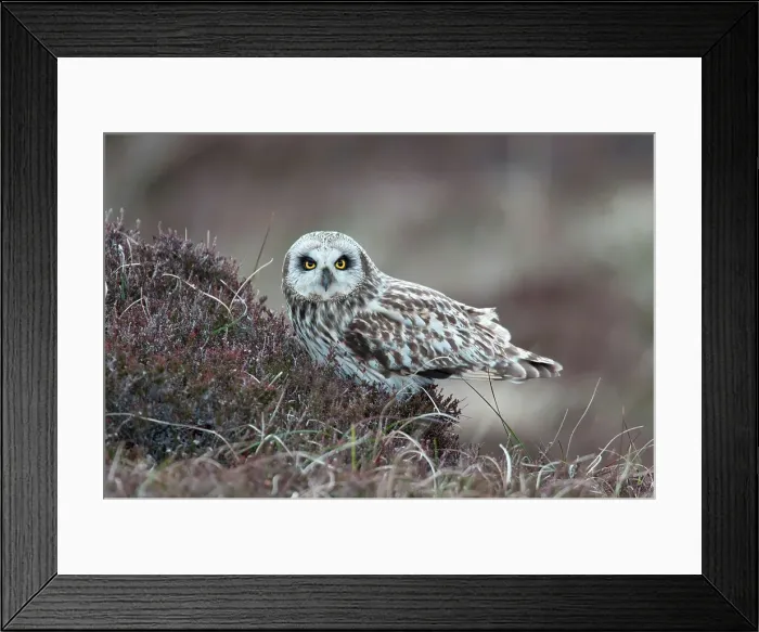 Framed Print : UK Scotland, North Uist, Short-eared Owl (Asio flammeus) on moorland Framed Print : UK Scotland, North Uist, Short-eared Owl (Asio flammeus) on moorland