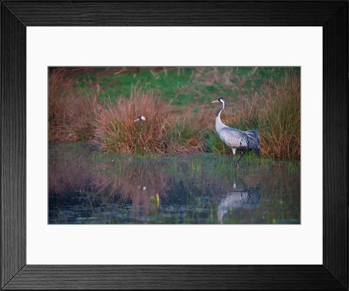 Framed Print : UK, England, Norfolk, Eurasian Crane (Grus grus) wading in pond Framed Print : UK, England, Norfolk, Eurasian Crane (Grus grus) wading in pond