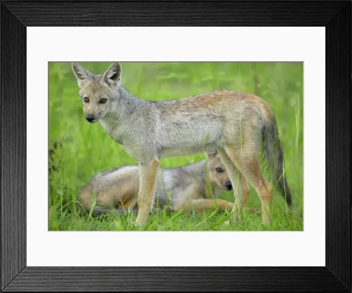 Framed Print : Side-Striped Jackal (Canis adustus) in veld Framed Print : Side-Striped Jackal (Canis adustus) in veld