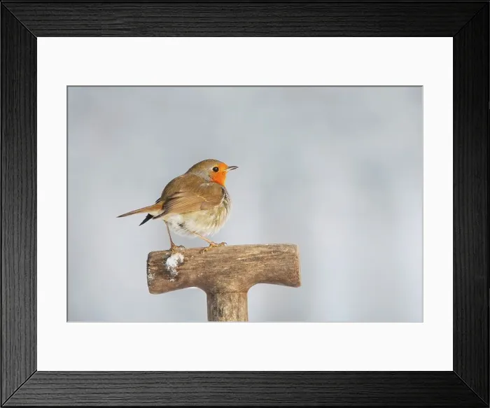 Framed Print : United Kingdom, Norfolk, Robin (Erithacus rubecula) adult perched on garden spade handle