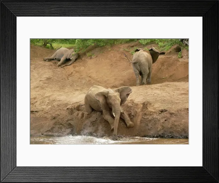 Framed Print : Elephant(Loxodonta africana) in Zambezi River Framed Print : Elephant(Loxodonta africana) in Zambezi River
