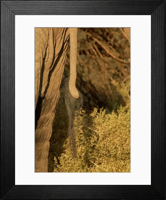 Framed Print : Elephants (Loxodonta africana) Framed Print : Elephants (Loxodonta africana)