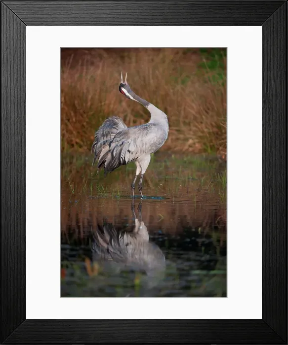 Framed Print : UK, England, Norfolk, Eurasian Crane (Grus grus) calling Framed Print : UK, England, Norfolk, Eurasian Crane (Grus grus) calling