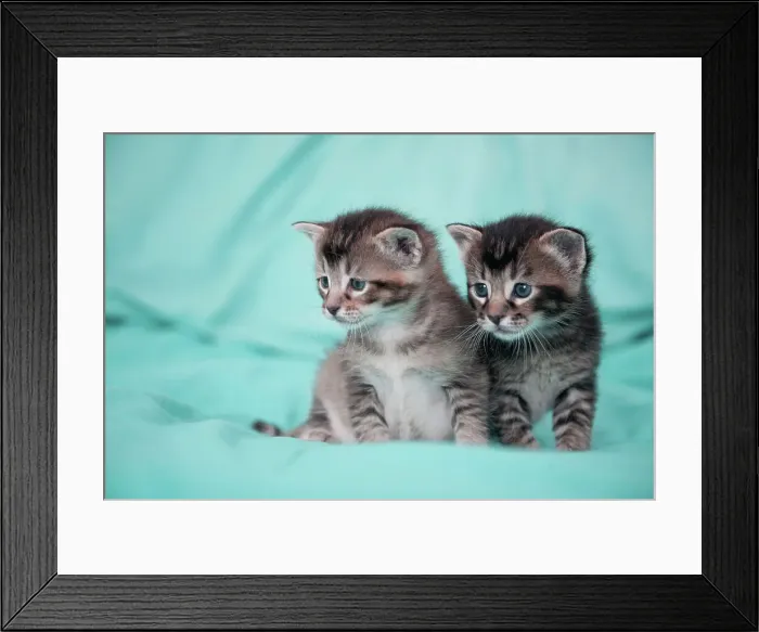 Framed Print : Portrait of Two Kittens on Bed Framed Print : Portrait of Two Kittens on Bed