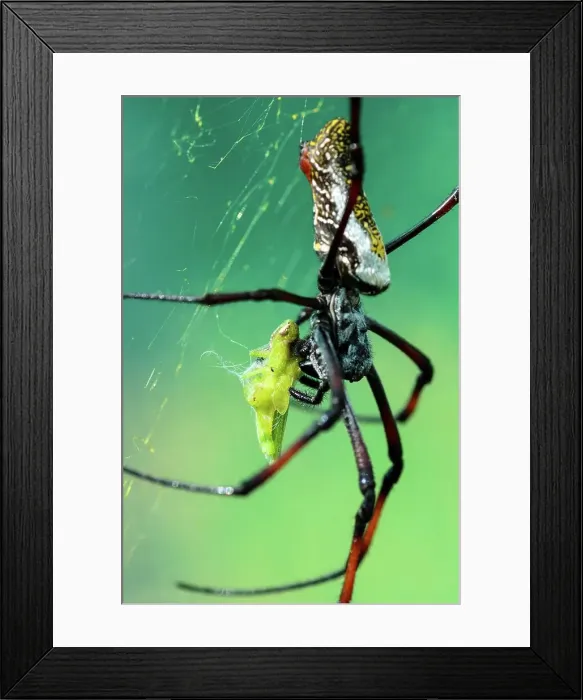 Framed Print : Red-legged Golden Orb-web Spider (Nephila inaurata) feeding Framed Print : Red-legged Golden Orb-web Spider (Nephila inaurata) feeding