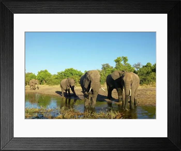 Framed Print : Elephants (Loxodonta Africana) drinking in Chobe River Framed Print : Elephants (Loxodonta Africana) drinking in Chobe River