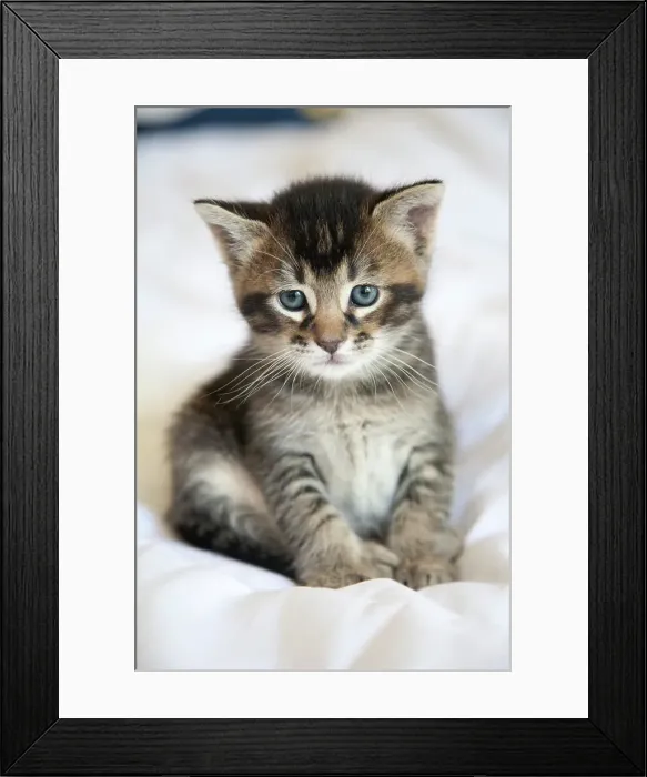 Framed Print : Kitten Portrait Framed Print : Kitten Portrait