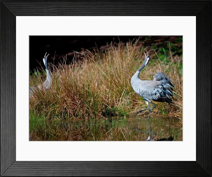Framed Print : UK, England, Norfolk, Eurasian Crane (Grus grus) pair courting Framed Print : UK, England, Norfolk, Eurasian Crane (Grus grus) pair courting