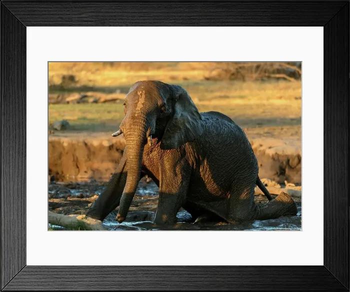 Framed Print : African bush elephant or African savanna elephant (Loxodonta africana) rolling in mud